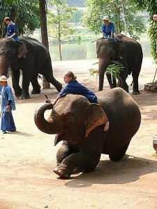 ช้างไทย