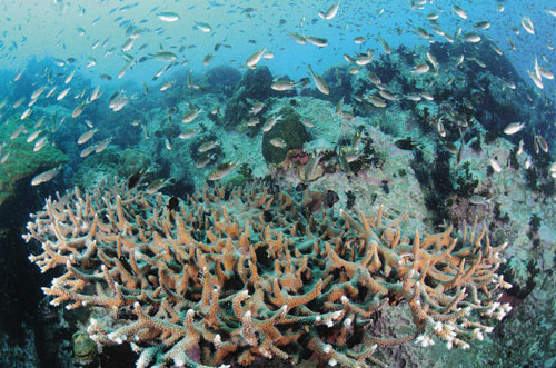 เกาะเต่า ลมหายใจใต้น้ำ ดำน้ำดูปะการัง