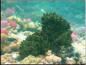 ปะการัง ร่องน้ำจาบัง