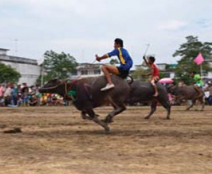 งานประเพณีวิ่งควาย