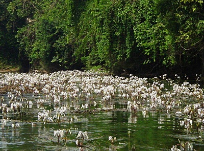 ท่องเที่ยวชมพลับพลึงธาร แหล่งท่องเที่ยวอำเภอสุขสำราญ จังหวัดระนอง