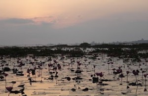 นั่งเรือดูนกเขตห้ามล่าสัตว์ป่าทะเลน้อย อำเภอควนขนุน จังหวัดพัทลุง