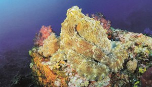 หมึกยัก หรือหมึกลาย เกาะนิ่งพรางตัวอยู่บนโขดปะการัง