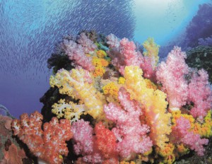 สีสันอันหลากหลายของหมู่ปะการังอ่อนที่เกาะแบล็กร็อก