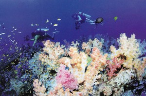 เกาะปะการังอ่อนที่เกาะแบล็กร็อก