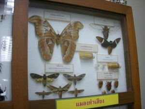 พิพิธภัณฑ์และอุทยานแมลง มหาวิทยาลัยเกษตรศาสตร์