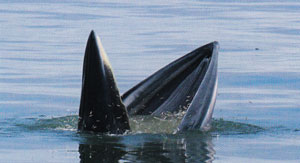 ท่องเที่ยวชมวาฬบรูด้าและโลมาในอ่าวตัว ก