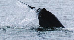ท่องเที่ยวชมวาฬบรูด้าและโลมาในอ่าวตัว ก