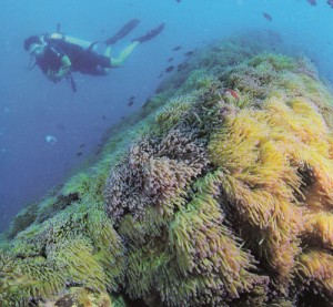 เกาะเต่า ลมหายใจใต้น้ำ ดำน้ำดูปะการัง