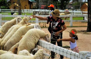 Pattaya Sheep Farm