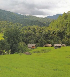 นาขั้นบันได บ้านแม่กลางหลวง ดอยอินทนนท์ เชียงใหม่