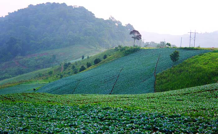 ภูทับเบิก ชมไร่กะหล่ำปลีใหญ่ที่สุดของไทย จังหวัดเพชรบูรณ์