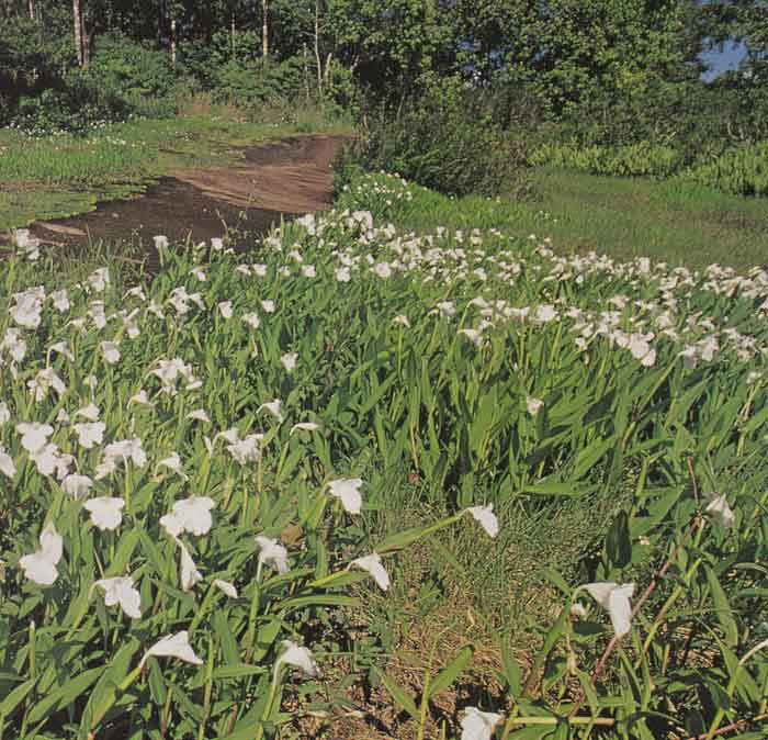 เปราะภู ภูหินร่องกล้า จังหวัดพิษณุโลก